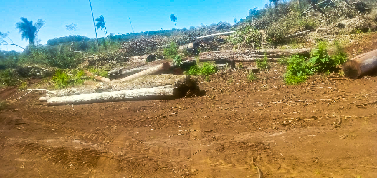 Comunidades mbya denuncian desmontes en Misiones